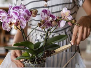 Krásne ORCHIDEY môžete mať aj vy: Tieto tipy vám pomôžu v ich pestovaní