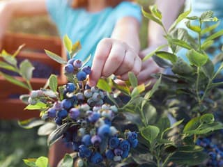 Tajomstvo bohatej úrody čučoriedok vo vašej záhrade: Začína sa správnou výsadbou