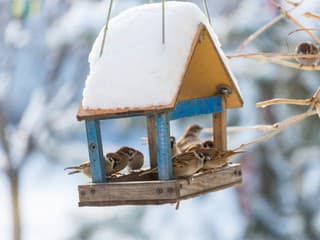 VIDEOTIP Čím kŕmiť vtáky v zime? Niektoré suroviny im môžu viac uškodiť než pomôcť