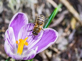 Ako pritiahnuť do záhrady opeľovače: Takto ju spoľahlivo zaplnia včely a motýle