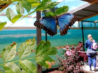 Našimi očami: Navštívili sme motýliu farmu pri Trnave – pozrite na tú nádheru!