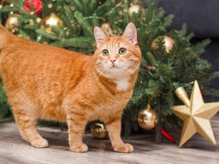 Máte doma mačku? Odborníci varujú pred toxickými vianočnými stromčekmi
