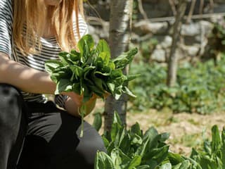 Ešte stihnete úrodu pred prvými mrazmi: Tieto rýchlorastúce druhy zeleniny rastú ako z vody