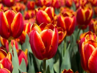 Poznáte zaujímavé fakty zo sveta tulipánov? Niektoré prekvapia aj dlhoročných pestovateľov