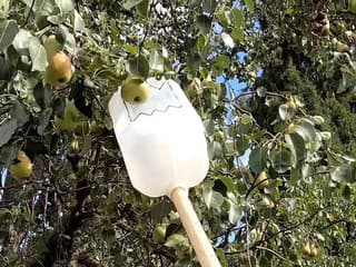 VIDEOTIP Vlastnoručne vyrobený oberač ovocia: Pomôže vám stará pevná nádoba