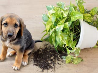 Domov plný nástrah pre domácich miláčikov: Veterinár radí, čo radšej držať mimo ich dosahu