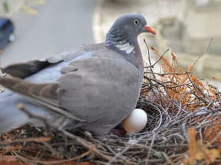 Prečo si holuby vyberajú práve váš balkón? Obdobie hniezdenia sa blíži, pripravte sa už teraz!