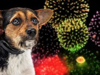 Majitelia zvierat, zbystrite pozornosť: Na Silvestra je zvýšené riziko úteku domáceho miláčika, ako tomu predísť?