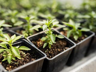 Bojujete s plesňou na substráte sadeníc? Pomôže voňavá korenina, ktorú má doma každý