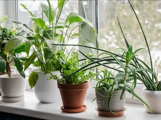 Ste začiatočníkom v pestovaní rastlín? Týmto 5 izbovkám sa radšej vyhnite, sú náročné