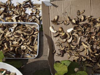 Ako správne sušiť huby, aby nesplesniveli? Stačí dodržať niekoľko zásad, ktoré sa oplatí poznať