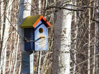 Ako prilákať vtáky do búdky: Vyskúšajte užitočné tipy, ktoré prinesú do záhrady život