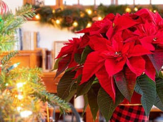 Ako udržať vianočnú hviezdu krásnu ešte dlho po sviatkoch? Tipy od odborníčky, vďaka ktorým neodkvitne