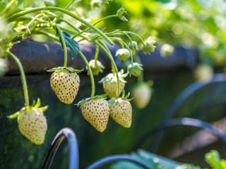 Jahody s nádychom exotiky: Pestovateľský hit pineberry je hviezdou sezóny