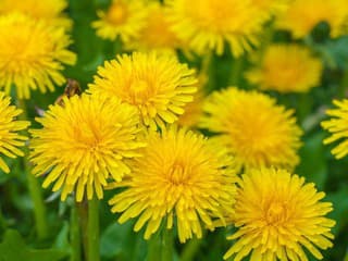 Ako dosiahnuť, aby ste mali v záhrade žltý koberec púpav? Takto podporíte ich rast