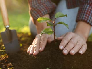 Kedy presne sadiť, aby ste neprišli o úrodu? Rozhoduje viac než len dátum