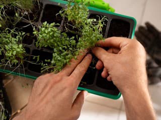 Skorý výsev zeleniny nie je vždy výhra: Takto zachránite slabé sadenice a napravíte škody