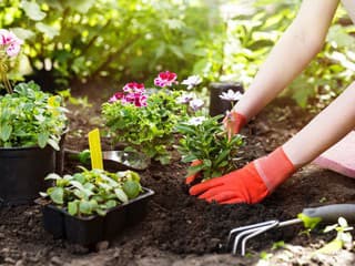 Ako si naplánovať jarnú výsadbu: Vďaka týmto trikom bude záhrada kvitnúť bez prestávky