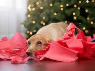 Prečo pes ničí veci? Odhaľte 5 najčastejších dôvodov, čo je za tým a ako to riešiť