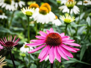 Trvalky kvitnúce dlhé mesiace: Toto sú najkrajšie druhy, ktorých výsadbu neoľutujete