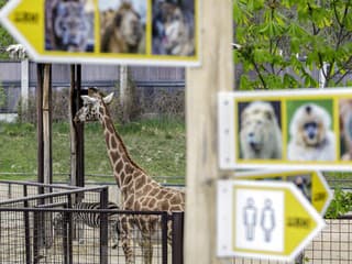 Zoo znova apeluje na silvestrovské oslavy s úctou k zvieratám