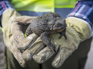 Tisíce žiab zachraňujú ochranári na cestách: Jar znamená pre obojživelníky kritické obdobie
