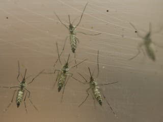 Mesto Bratislava deklaruje, že situáciu s komármi rieši intenzívne a zodpovedne