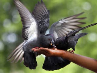 Michalovce riešia premnožené holuby: Mesto varuje pred ich kŕmením, hrozí šírenie chorôb