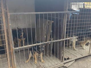 Katastrofálne podmienky v Lúčnici nad Žitavou: Inšpektori zhabali 40 psov, majiteľka napadla kontrolu