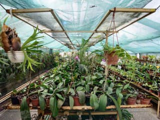 Obľúbená výstava skalničiek je opäť v Botanickej záhrade UK v Bratislave – otvorená počas sviatočného víkendu