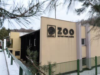 Košická zoo začala chovať pštrosa dvojprstého, najväčšieho žijúceho vtáka