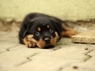 Mrazivé noci na Slovensku: Ochranári vyzývajú, aby ste zvieratám zabezpečili teplo a ochranu