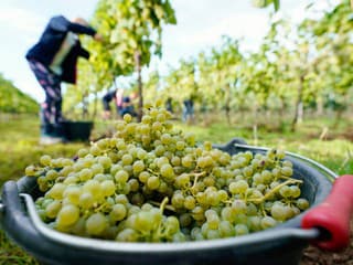 Karanténa pre zlaté žltnutie viniča platí už v 12 okresoch: Vinohradníkom hrozí strata celých vinohradov