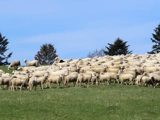 Slávnosti liptovskej bryndze UKONČIA ovčiarsku sezónu na Liptove