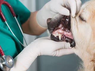 Rekordný záujem zahraničných študentov o štúdium veterinárstva v Košiciach: Ženy jasne dominujú