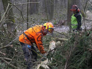 Mimoriadne upozornenie: V lesoparku Hradová odstraňujú nebezpečné stromy, platí zvýšená opatrnosť návštevníkov