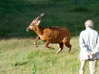 V bojnickej zoo sa narodili dve mláďatá kriticky ohrozenej antilopy bongo, dostali mená Desta a Pili