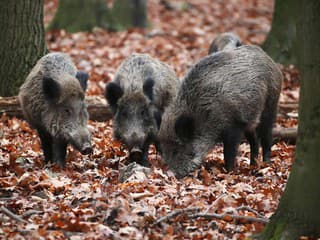 Africký mor ošípaných potvrdený v Rajeckej doline: Šíri sa medzi diviakmi, platia nové opatrenia