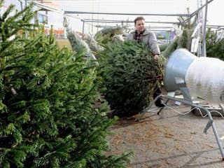 Humenné spúšťa veľký zber vianočných stromčekov: Kedy a kam ich môžete vyložiť?