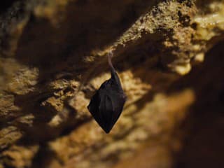 Monitoring netopierov v kaštieli Svätý Anton: Odborníci zaznamenali deväť podkovárov malých