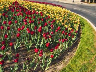 Strážske mení vzhľad: Kruhový objazd zdobia lúčne kvety, pribudli stovky nových stromov