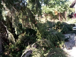 Vedci hľadajú populácie smreka, ktoré zvládnu klimatickú zmenu