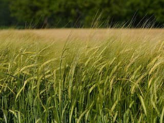 Slovensko čaká výrazné prehĺbenie sucha: SHMÚ varuje pred problémami v poľnohospodárstve aj lesoch