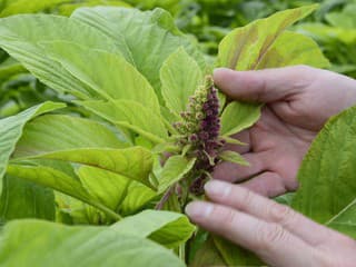 Slovenský vedec dosiahol úspech: Ivan Kulich sa podieľal na objave zosilňovania koreňov rastlín pri prekážkach