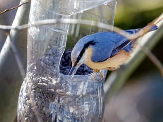 Bratislavské kŕmidlá lákajú veľký počet sýkoriek aj ďalšie vtáky a zvieratá