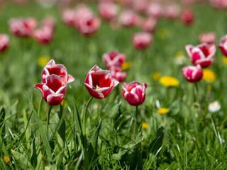 Mesto Žilina vysadilo na Ulici M. R. Štefánika tulipány odrody Slovensko