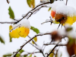 20 rodín v Brezne vytvorilo nový sad pri Hrone: Jablone spájajú celé komunity