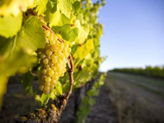 Rača chystá mimoriadne dotácie pre vinohradníkov: Nové opatrenia proti zlatému žltnutiu viniča