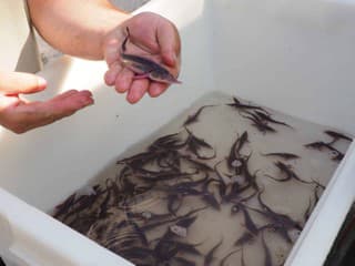 Alarmujúci report WWF: Na dolnom Dunaji pytliaci ulovili tisíce chránených jeseterov, ohrozené sú všetky druhy