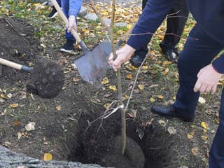 Ružomberok vysádza desiatky nových stromov: Kde pribudne zeleň a čo to mestu prinesie?